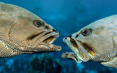 The groupers face each other down (they have binocular vision which enables them to see reliefs); they can remain face to face for several minutes before actually attempting to bite at such speed that a diver frequently only sees a cloud of torn off scales somersaulting before his mask...
