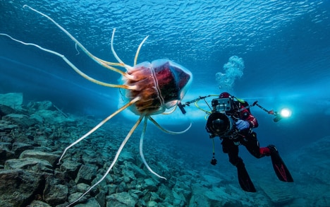 Helmet jellyfish&nbsp;(Periphylla periphylla), found in Antarctica as well as in the Arctic. Depth: 12 m.
