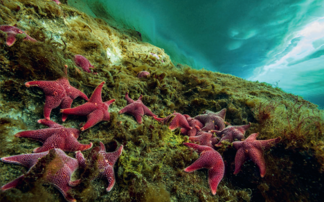 Lebensraum des Seesterns Odontaster validus sind die Meere rund um den Südpol, hier vor Dent Island. Tiefe: 5 Meter.
