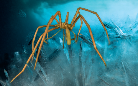 巨型南极海蜘蛛（Colossendeis megalonyx）， 摄于克劳德·伯纳德岛（Claude Bernard Island）， 拍摄水深：14米。
