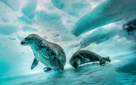 Mother and child Weddell seals&nbsp;(Leptonychotes weddellii), Dent Island. Depth: 2 m.
