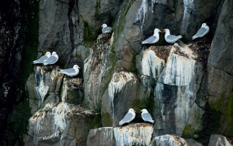 Kittiwakes nest by the tens of thousands in rocky cliffs of Franz Josef Land.
