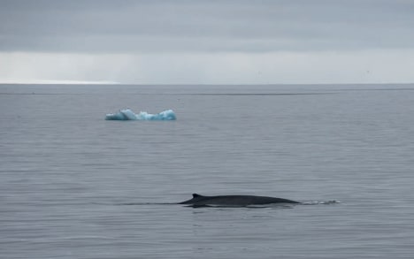 Whales migrate north to Franz Josef Land waters in the summer, after sea ice melts.

