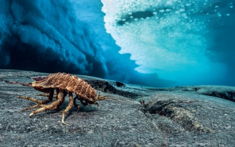 Isopode géant de l’Antarctique (Glyptonotus antarcticus), îlot au sud-est de la Selle. Prof. : 14 mètres.
