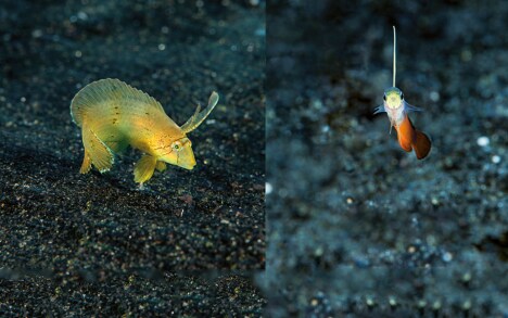左图： 海洋生物的幼崽们在这片广阔的火山沙 石中找到了藏身之所，比如这只孔雀颈鳍鱼 （Iniistius pavo）就躲在这里，远离礁石上的 捕食者。
右图：华丽线塘鳢（Nemateleotris decora)。
