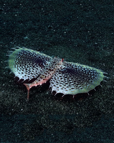 飞角鱼（Dactyloptena orientalis）最擅长耍两面派，它身怀两种变 身绝技。在海床上休息的时候，它把自己变成灰色；但当有需要的时 候，它又会展开多彩的显眼鱼鳍，让自己的体型看上去比实际更大。
