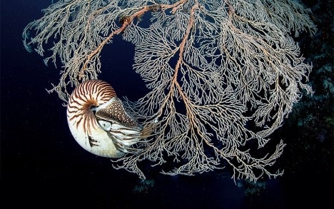 Слева направо: морская флора и фауна в коралловых рифах о-вов Палау, Микронезия: наутилус.
