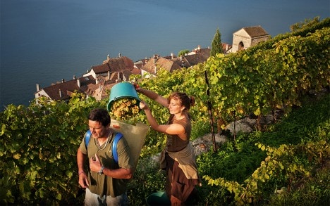 Сбор урожая на винограднике, расположенном над Сен-Сафорин
