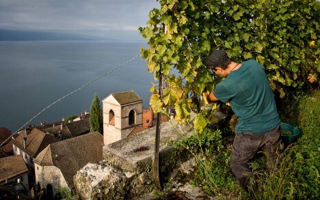 The village of Saint-Saphorin in the Lavaux.
