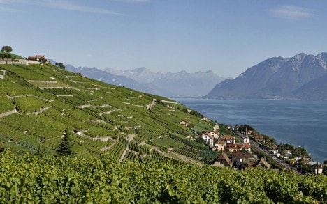 Le vignoble de Villette; 80% du vin produit en appellation d’origine contrôlée (AOC) Lavaux est du vin blanc tiré du cépage chasselas.
