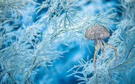 медуза пелагия ночесветка в ловушке черного коралла (Pelagia noctiluca), отмель Блокьер, Национальный Парк Каланк - 78 м

