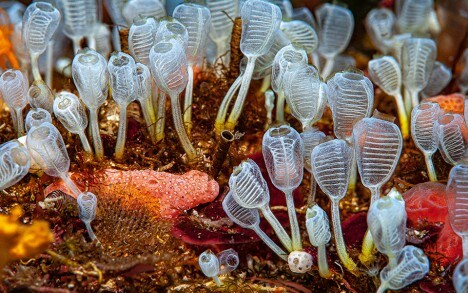 对页，底端：栖息于地中海手指珊瑚 （Alcyonium acaule）间的水晶虾 （Periclimenes scriptus），克罗斯港国家公园 （Port-Cros National Park），水深65米。
