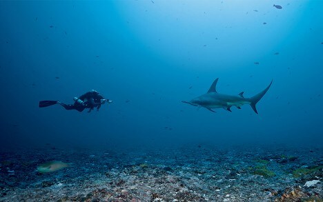 Comme on peut s’y attendre, les requins sont présents partout dans la vie et la culture du peuple polynésien. Les Maohis vivaient en harmonie avec le ma’o (le nom tahitien du grand requin-marteau est « ma’o tuamata »).

