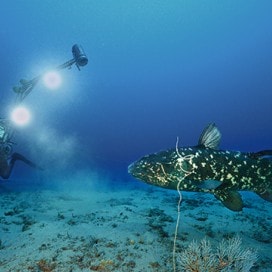 矛尾鱼， 深海 底的永恒魅惑