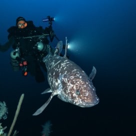 Face to Face with the Indonesian COELACANTH