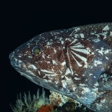 The Coelacanth: A Story Revealed
